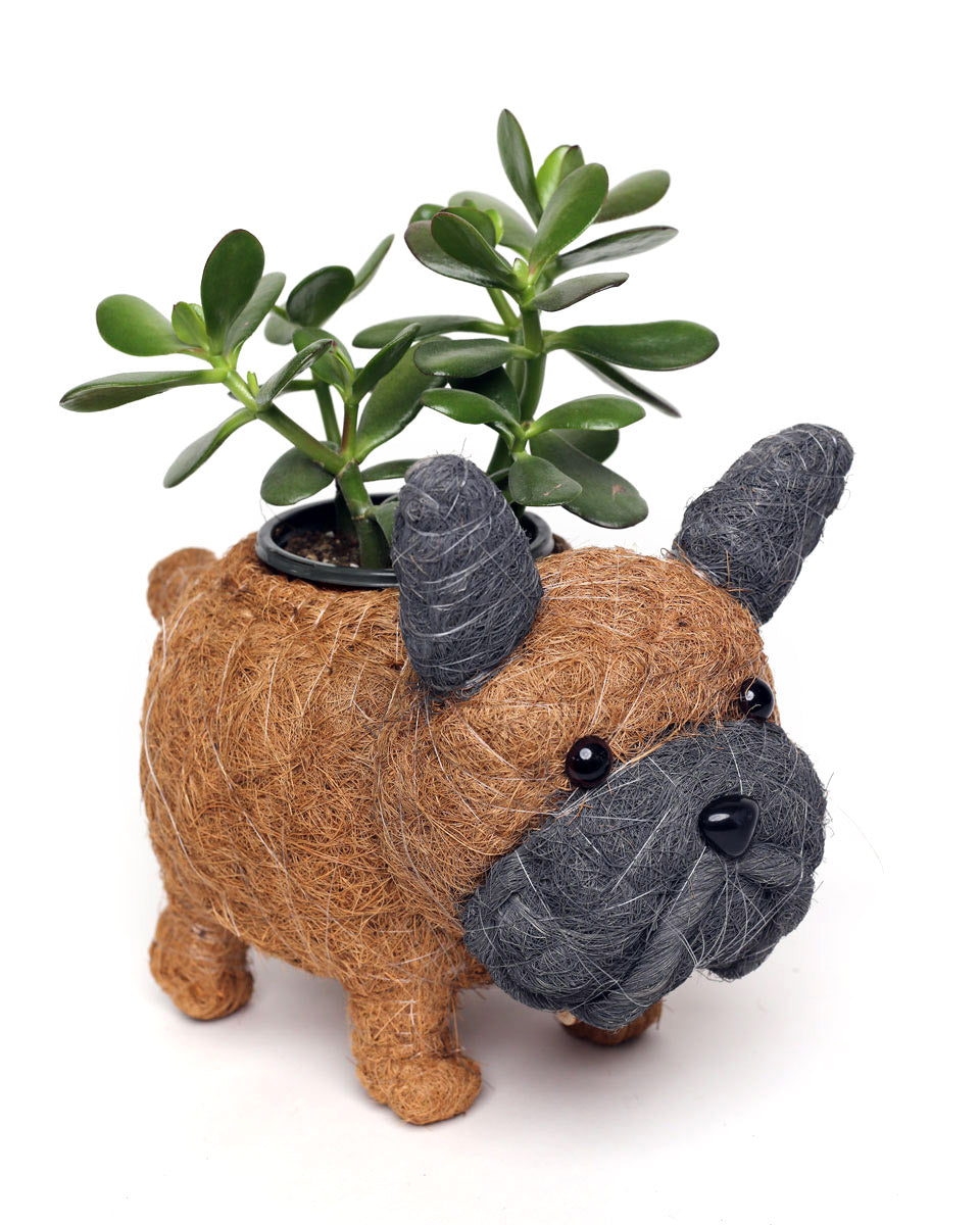 french bulldog potted plant Baby French Bulldog Handwoven Planter in Brown